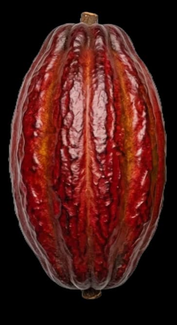 Cocoa processing stage 1 / 5