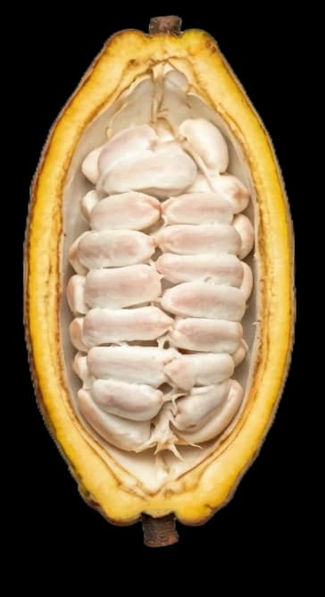 Cocoa processing stage 2 / 5