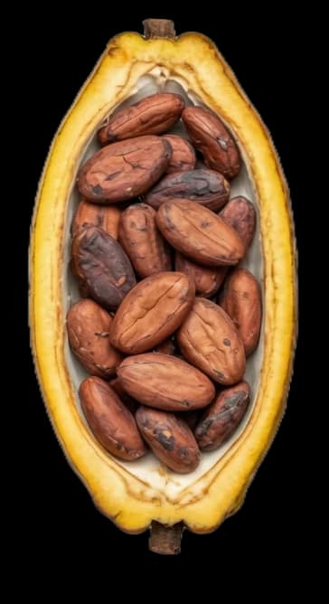 Cocoa processing stage 3 / 5