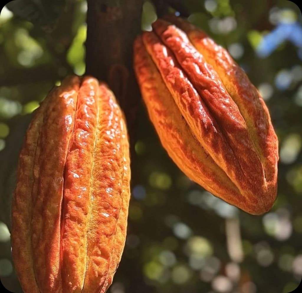 Cocoa quality control illustration