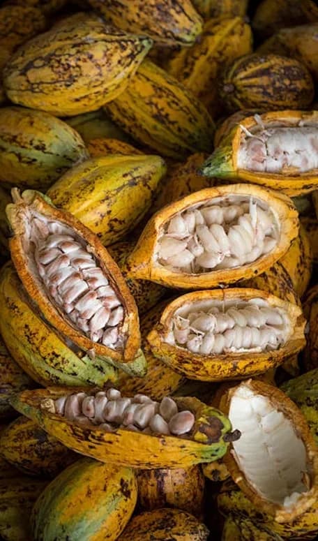 Cocoa ingredients