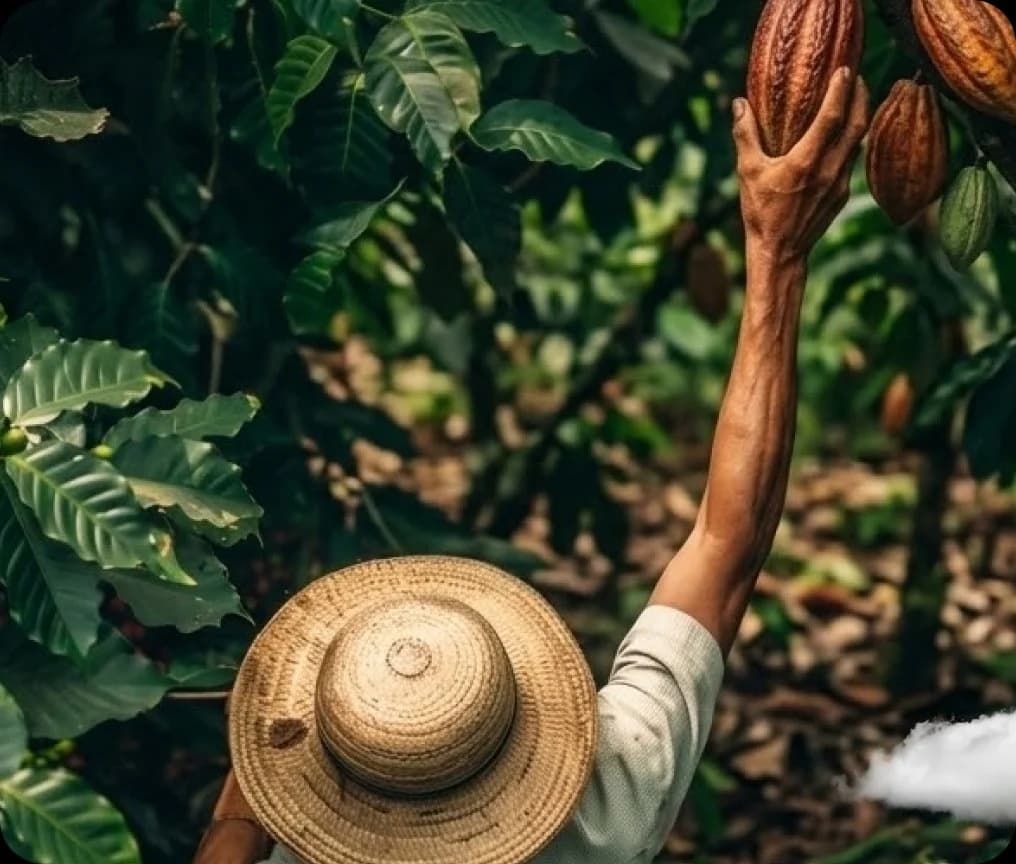 Harvest at origin